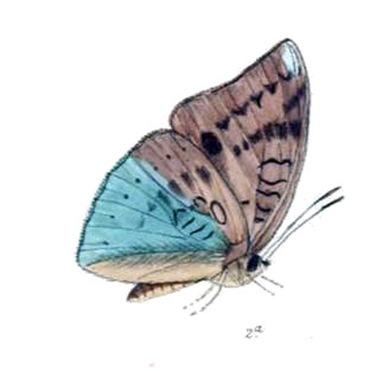 EuthaliaBinghami239 2a