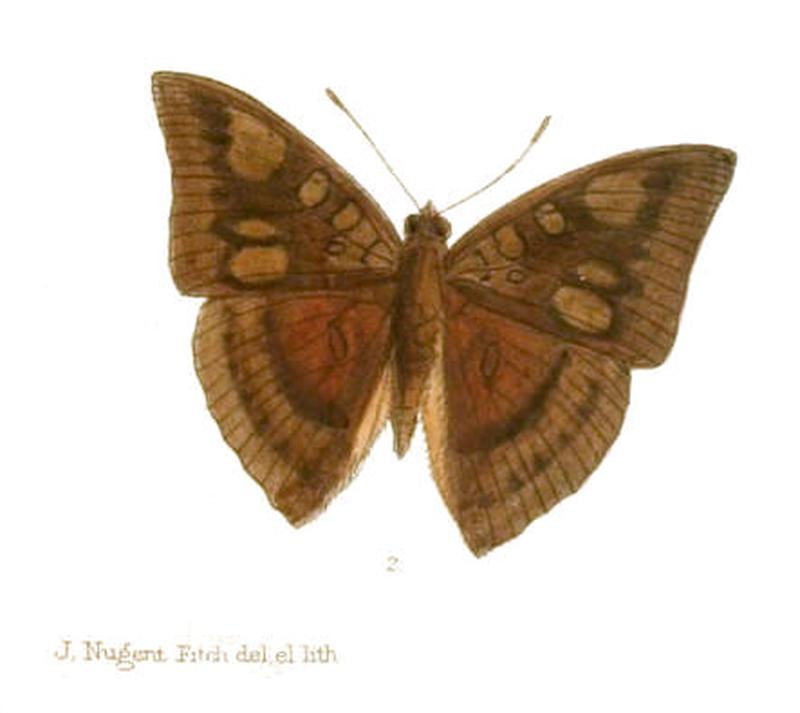 EuthaliaEriphyle238 2