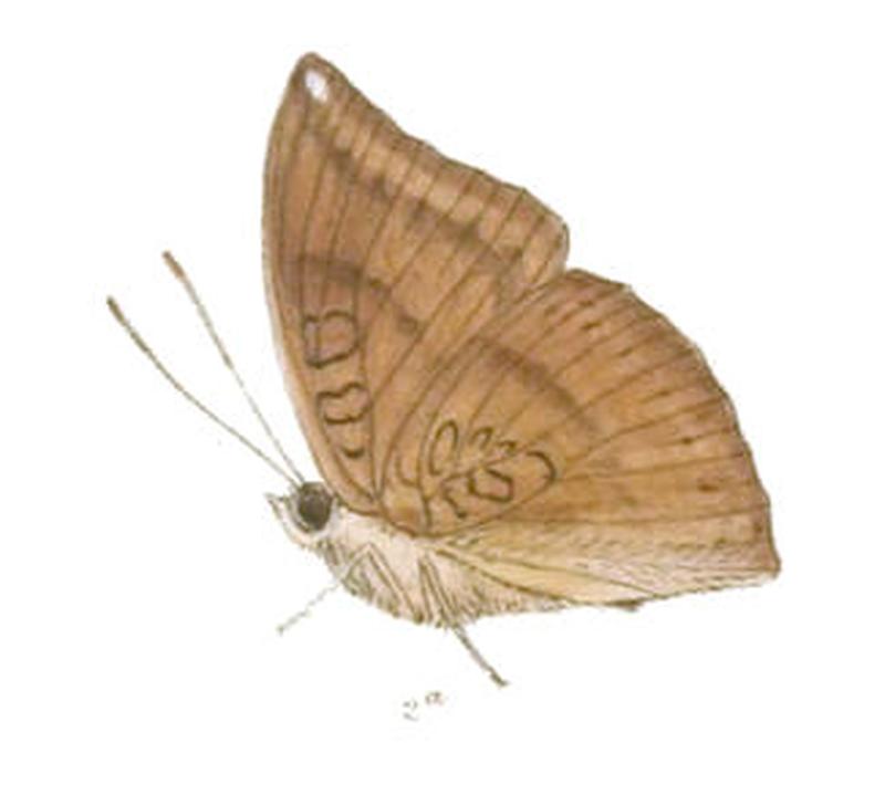 EuthaliaEriphyle238 2a