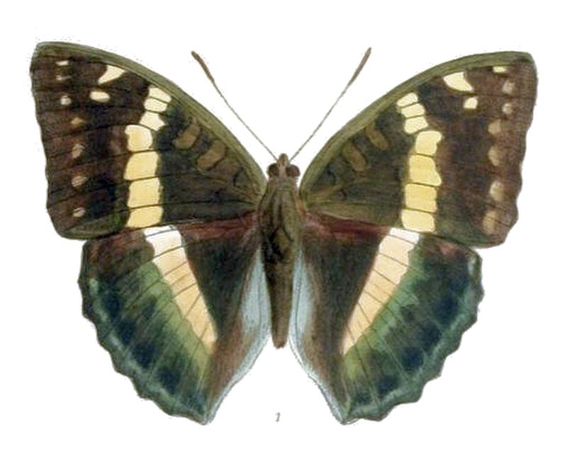 EuthaliaFranciae245 1