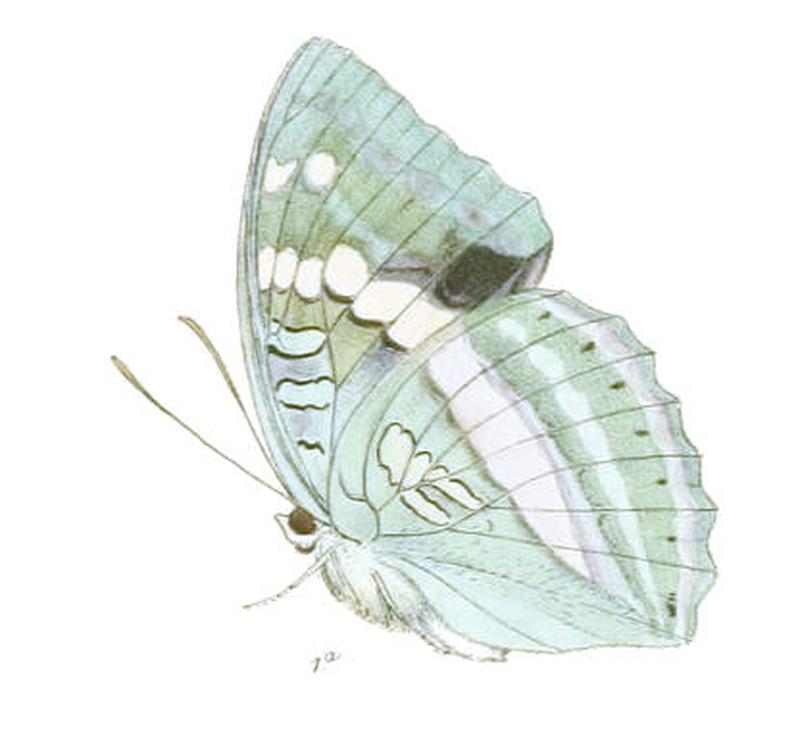 EuthaliaFranciae245 1a