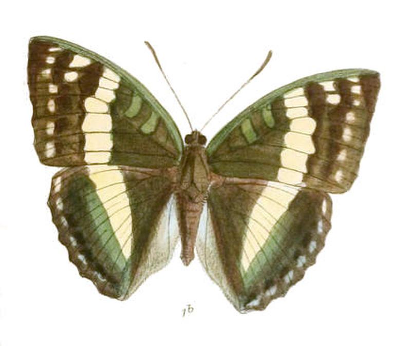 EuthaliaFranciae245 1b