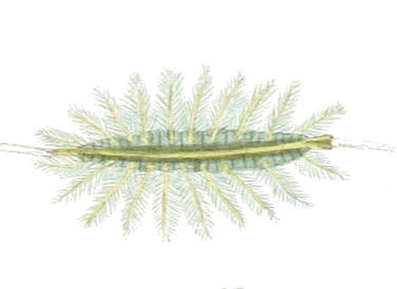 EuthaliaGaruda234 1
