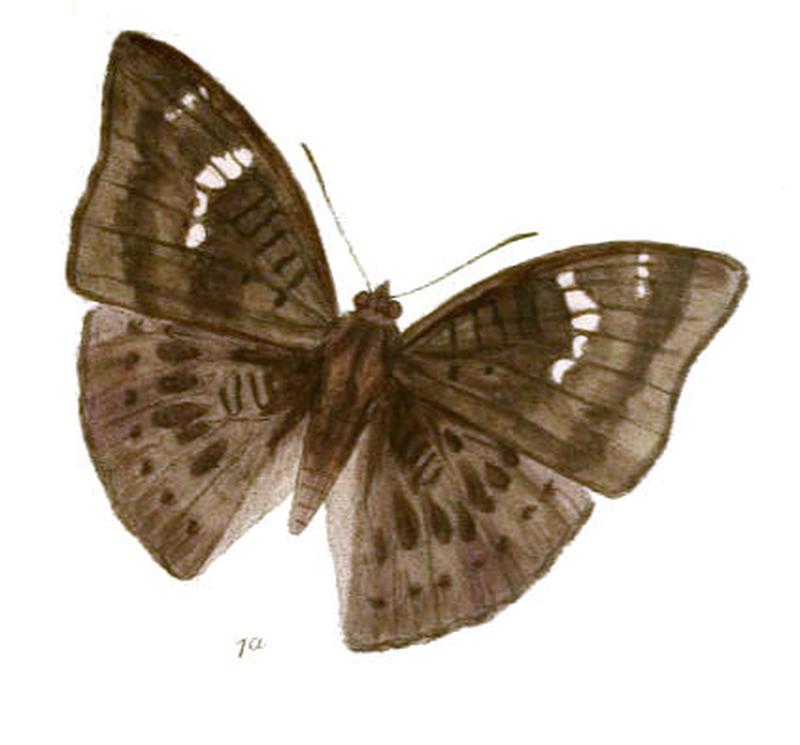 EuthaliaGaruda234 1a