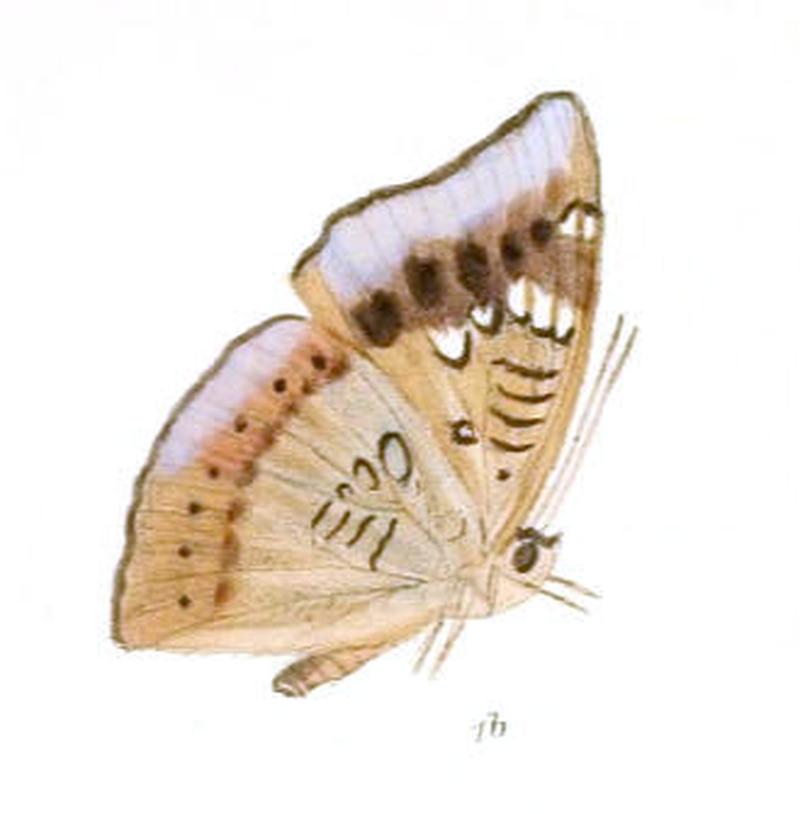 EuthaliaGaruda234 1b