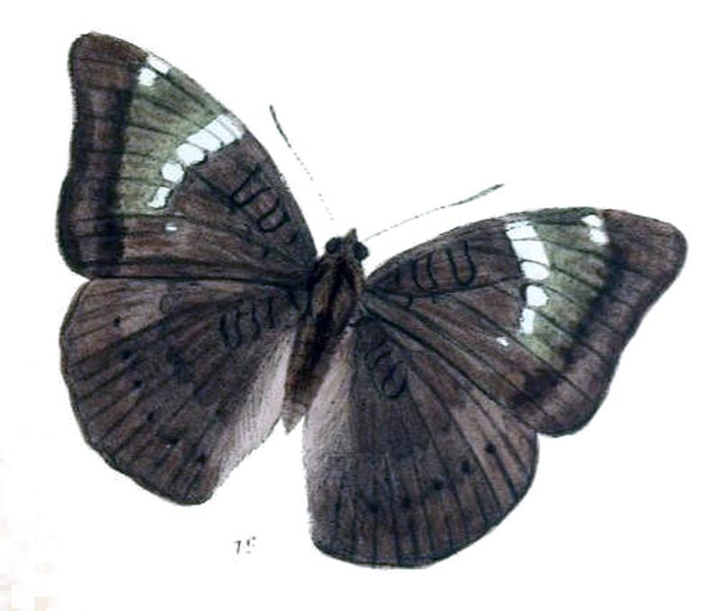 EuthaliaGaruda234 1c