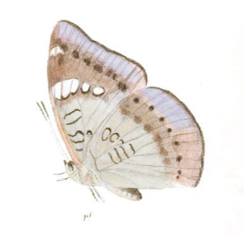 EuthaliaGaruda234 1d