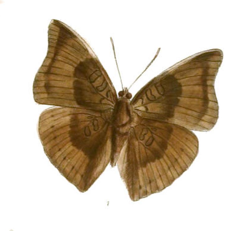 EuthaliaGaruda235 1