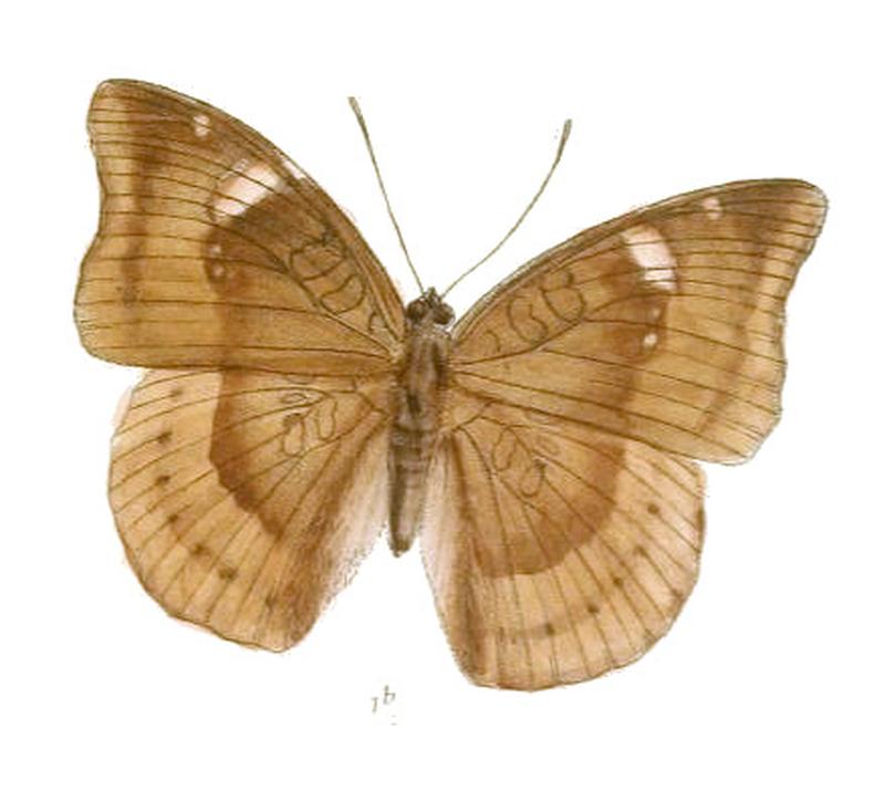 EuthaliaGaruda235 1b