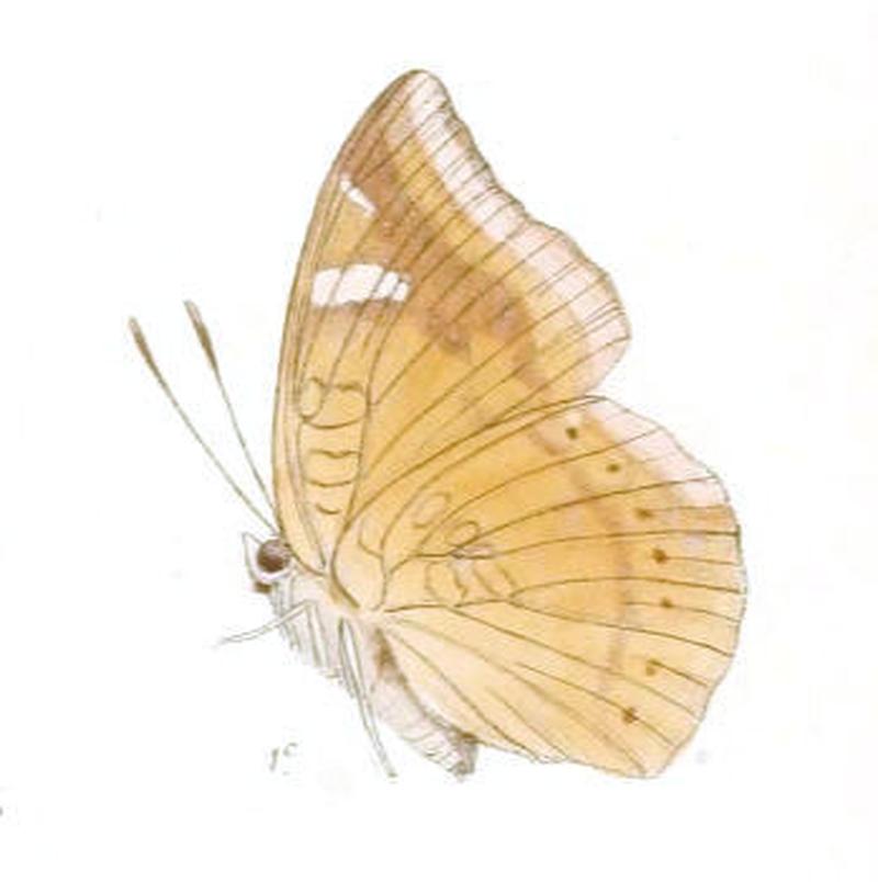 EuthaliaGaruda235 1c