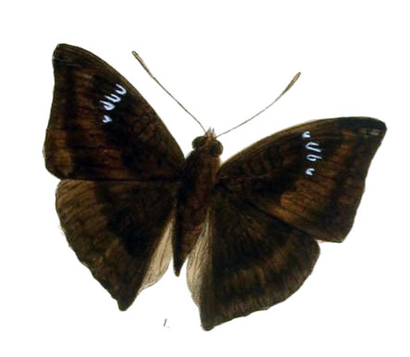 EuthaliaJama237 1