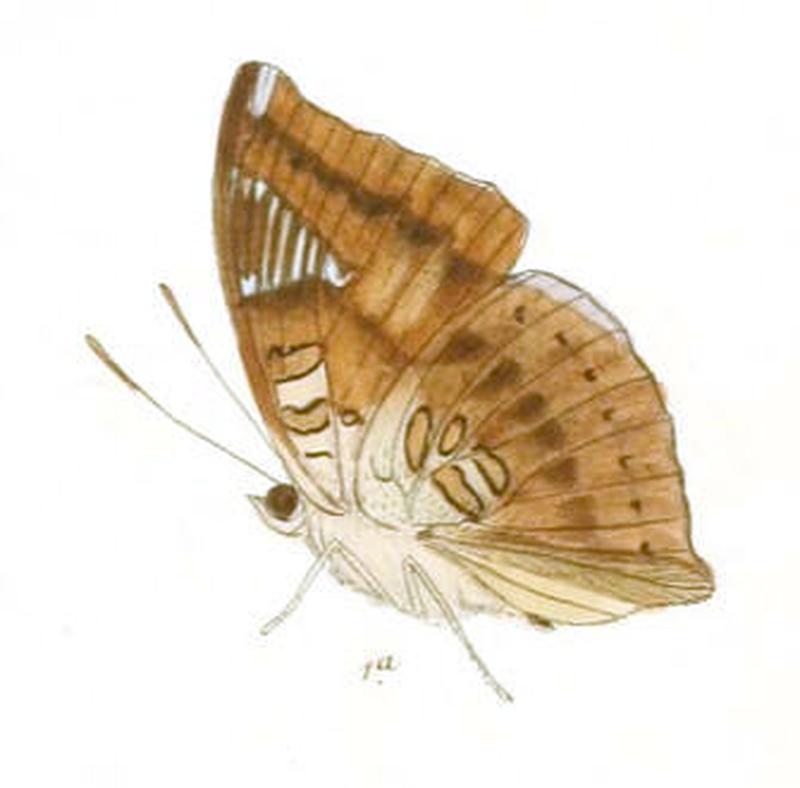 EuthaliaJama237 1a