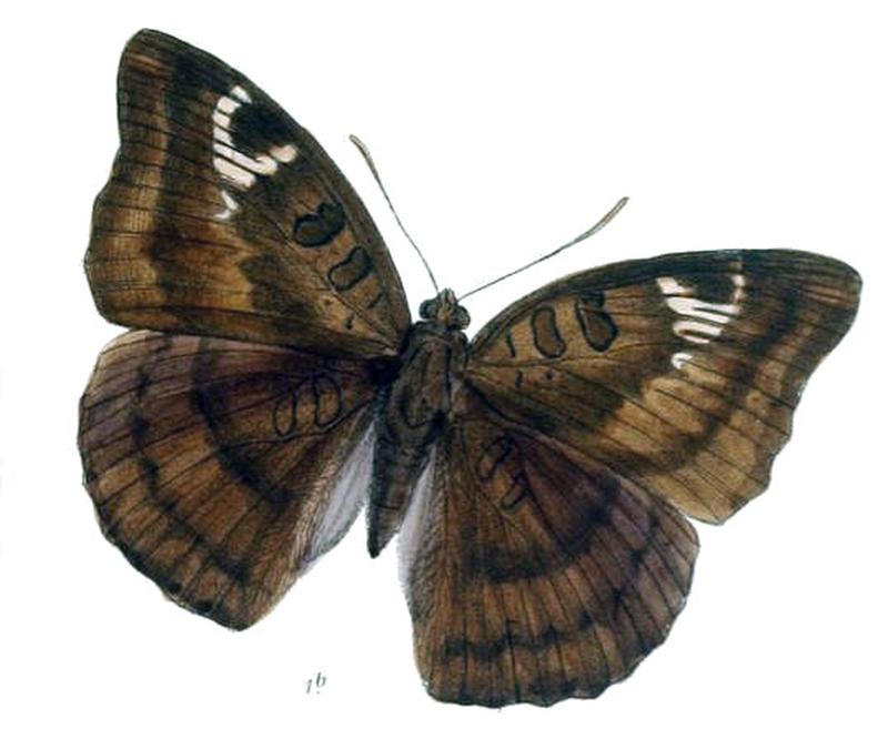 EuthaliaJama237 1b