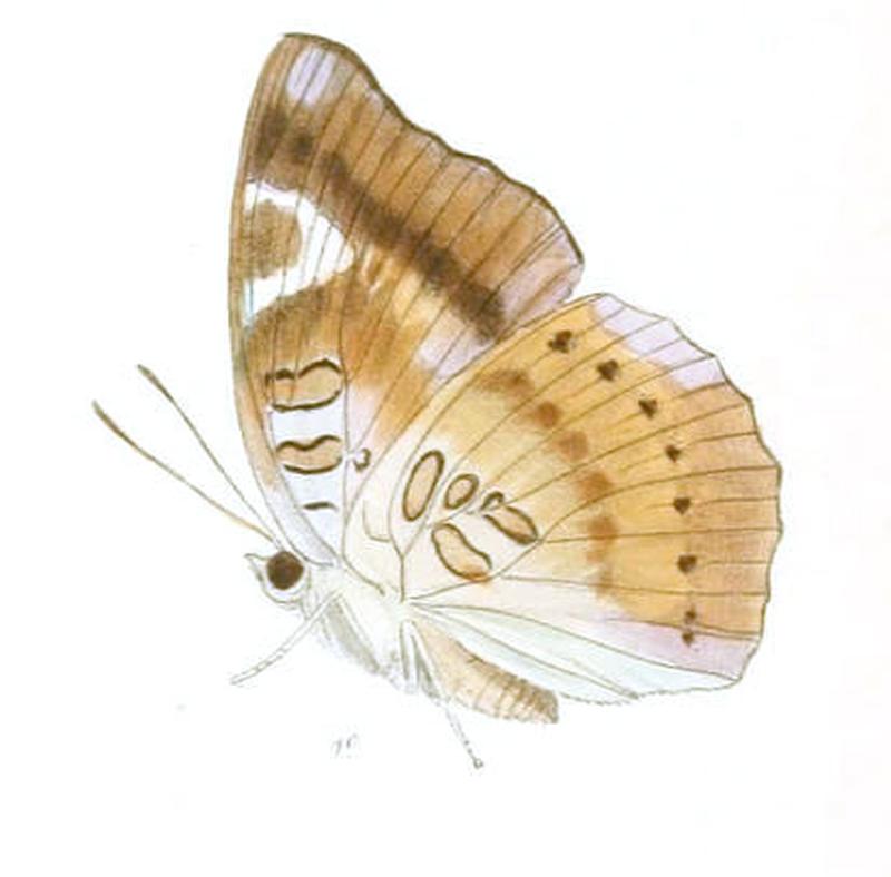 EuthaliaJama237 1c