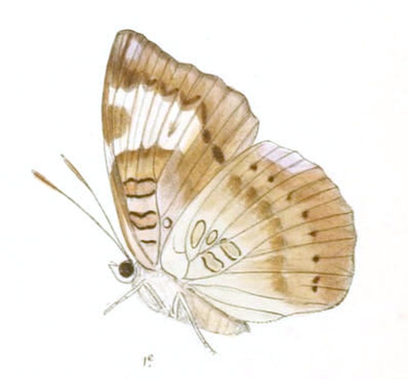 EuthaliaJama237 1e