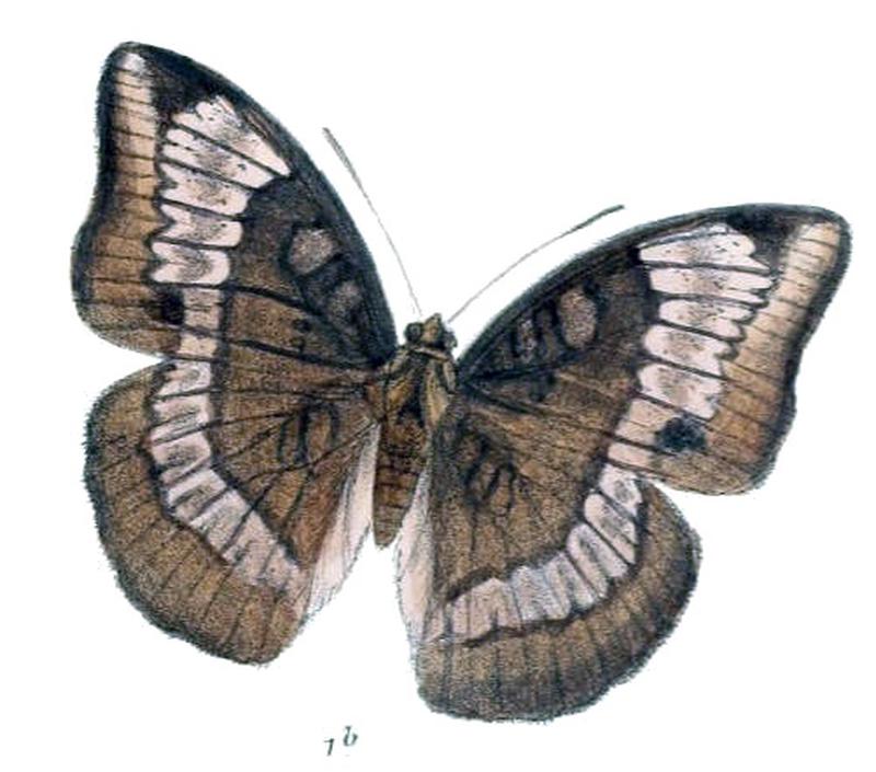 EuthaliaLubentina232 1b