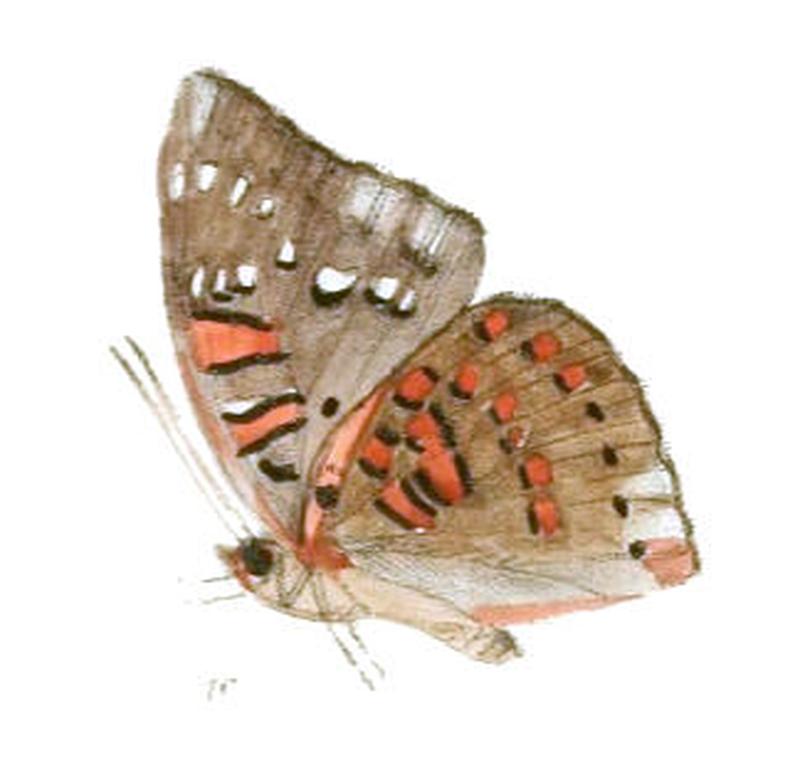 EuthaliaLubentina233 1c