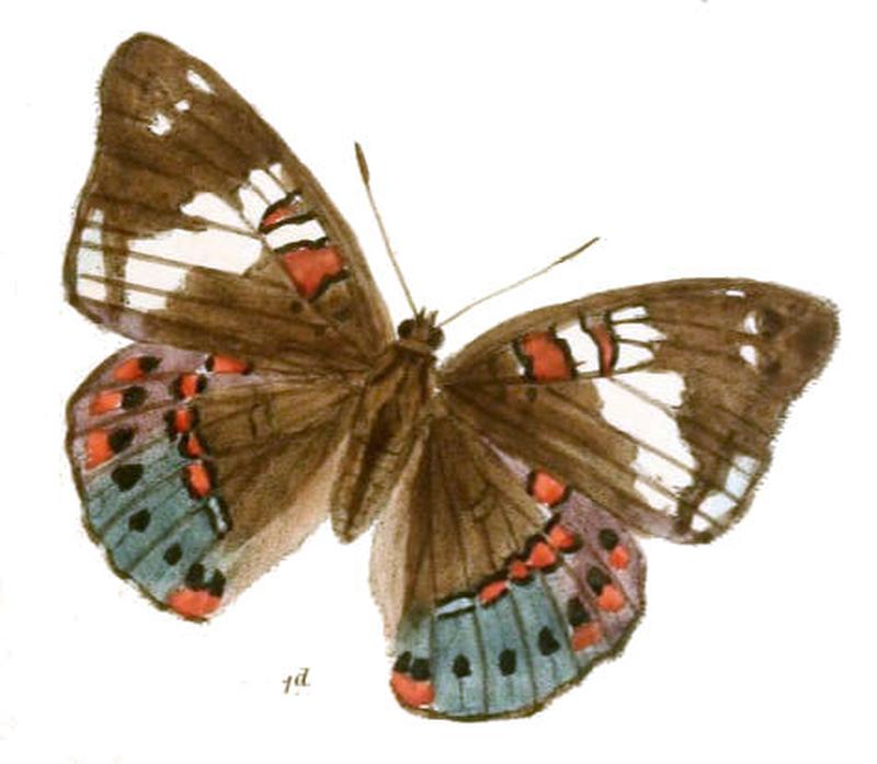 EuthaliaLubentina233 1d