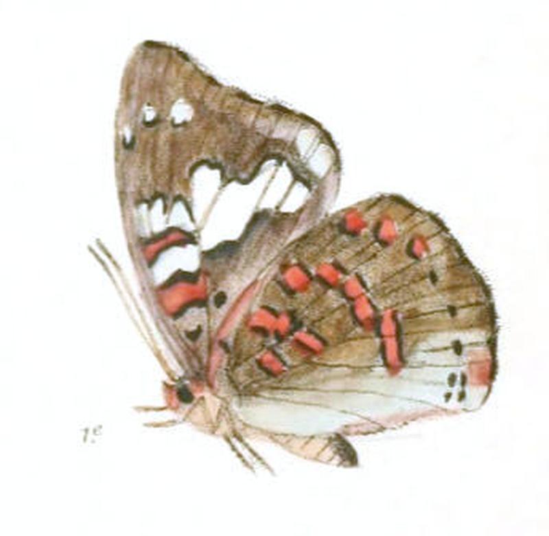 EuthaliaLubentina233 1e