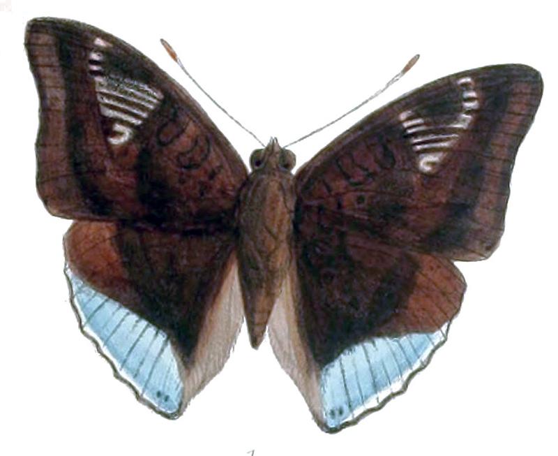 EuthaliaPhemius238 1