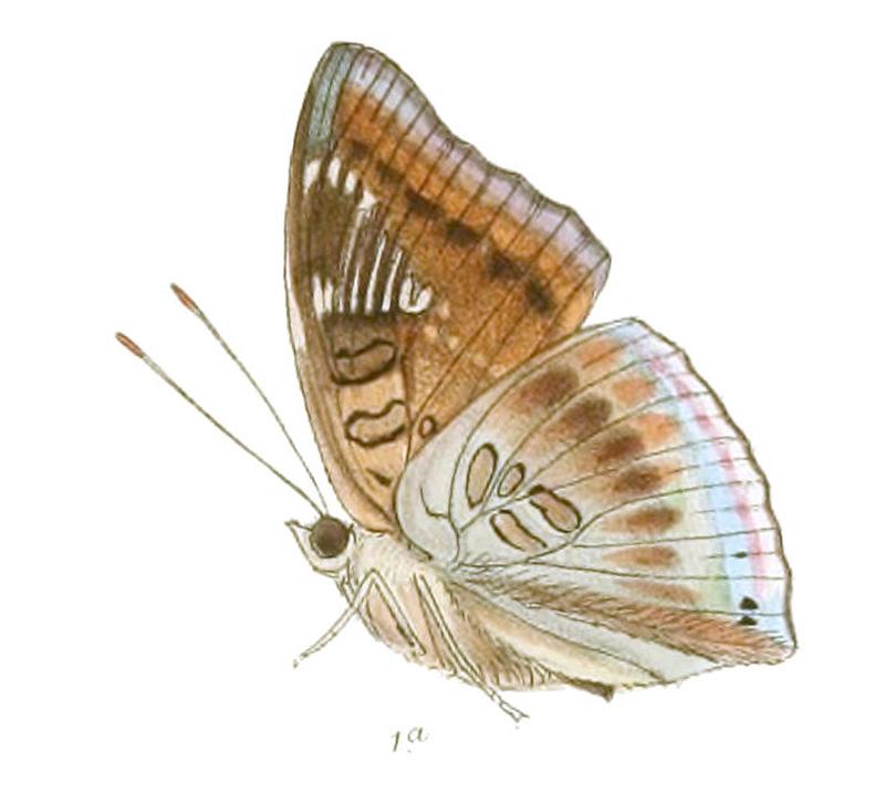 EuthaliaPhemius238 1a