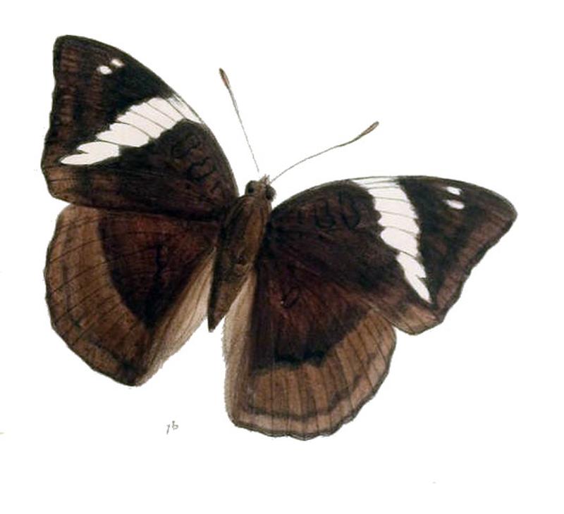EuthaliaPhemius238 1b