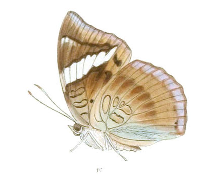 EuthaliaPhemius238 1c