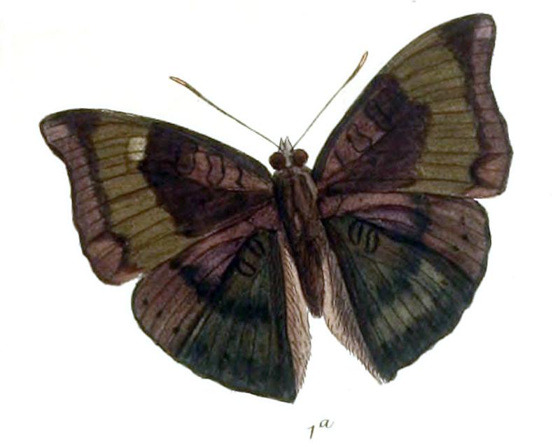 EuthaliaVasanta236 1