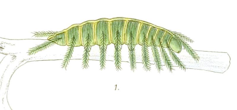 EuthaliaVasanta236 1a