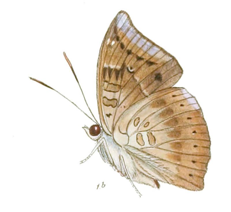 EuthaliaVasanta236 1b
