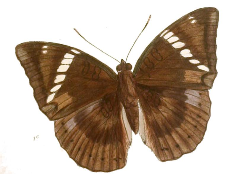 EuthaliaVasanta236 1c