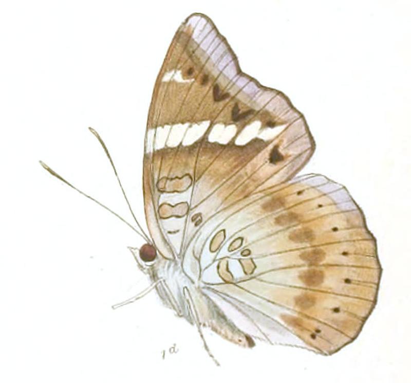 EuthaliaVasanta236 1d
