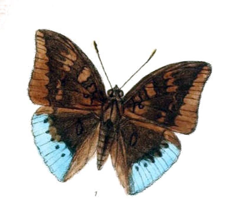 EuthaliaZichri240 1