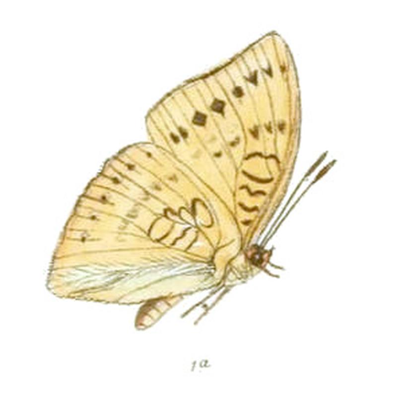 EuthaliaZichri240 1a