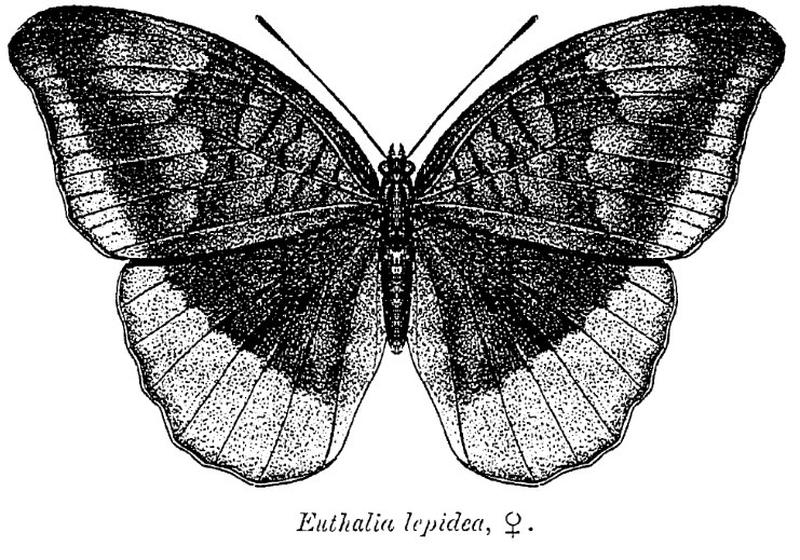 Euthalia lepidea ctb