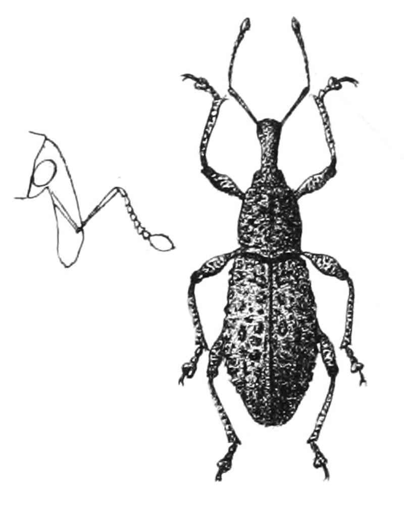 Euthycus macilentus