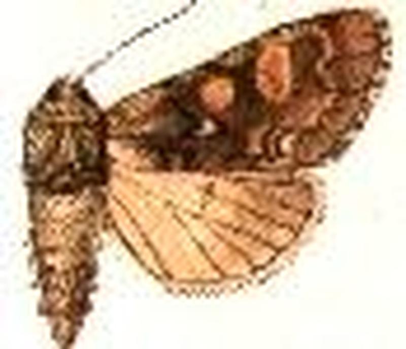 Eutolype bombyciformis