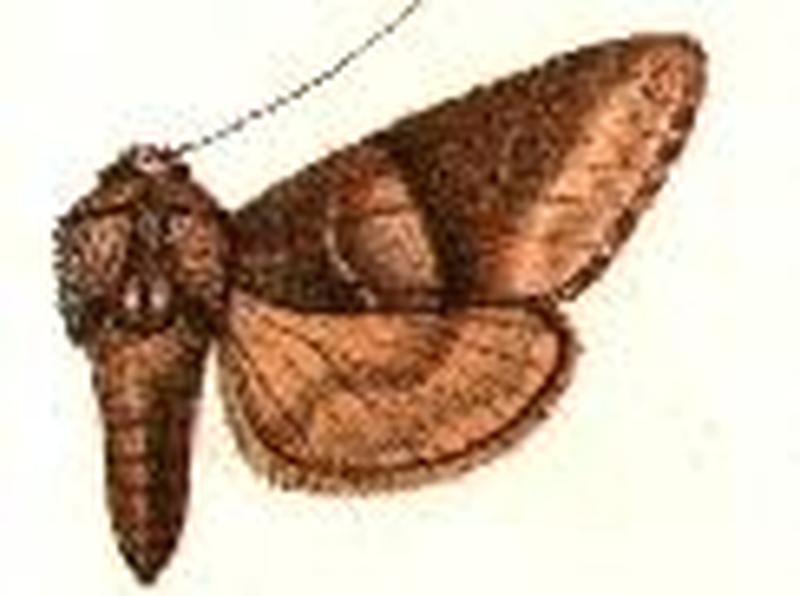 Eutolype grandis