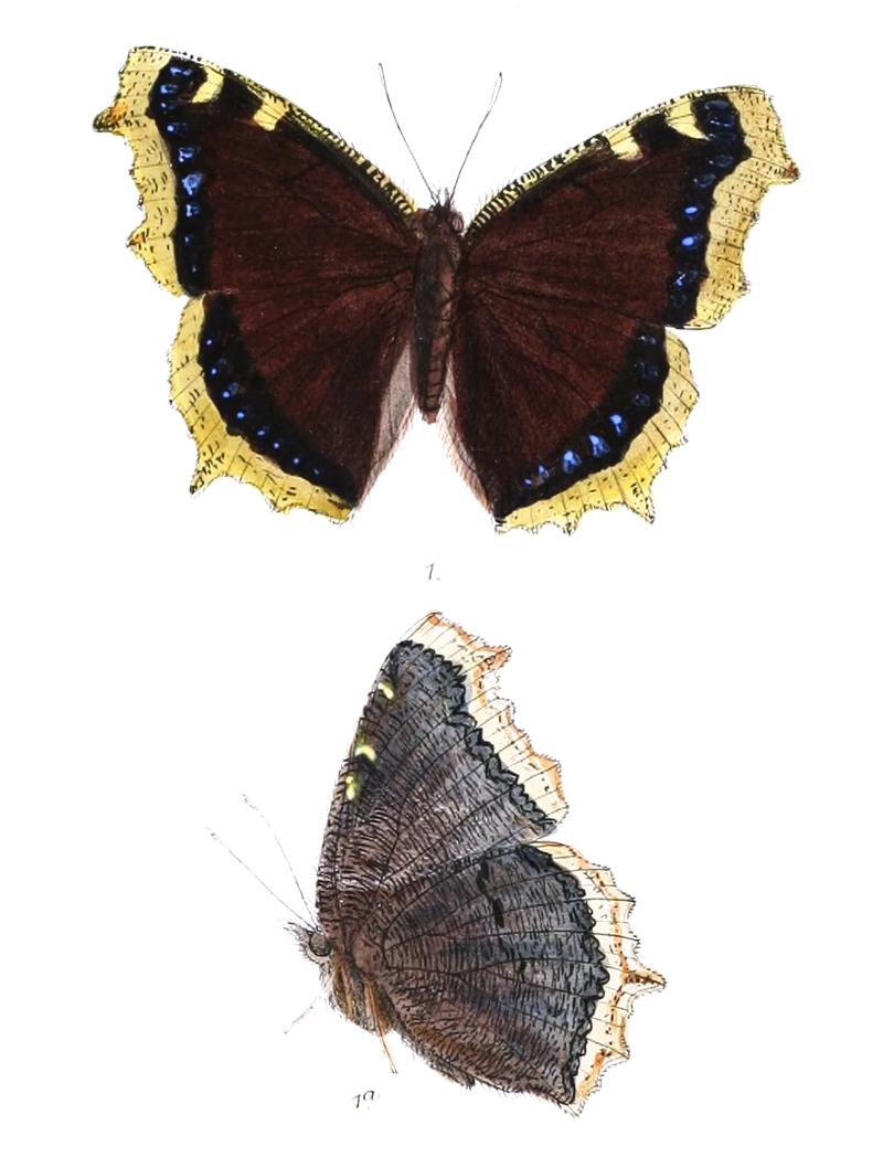 EuvanessaAntiopa 316 1