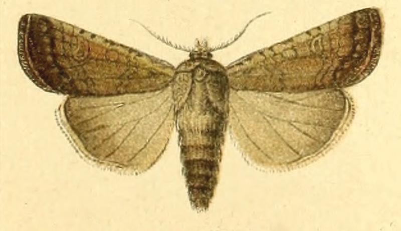 Euxoa abscondita