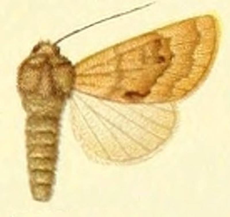 Euxoa amoena