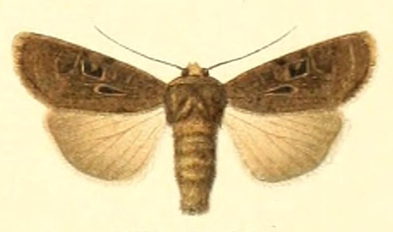 Euxoa andereggii