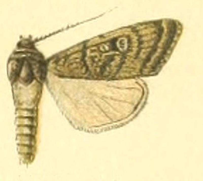 Euxoa armena