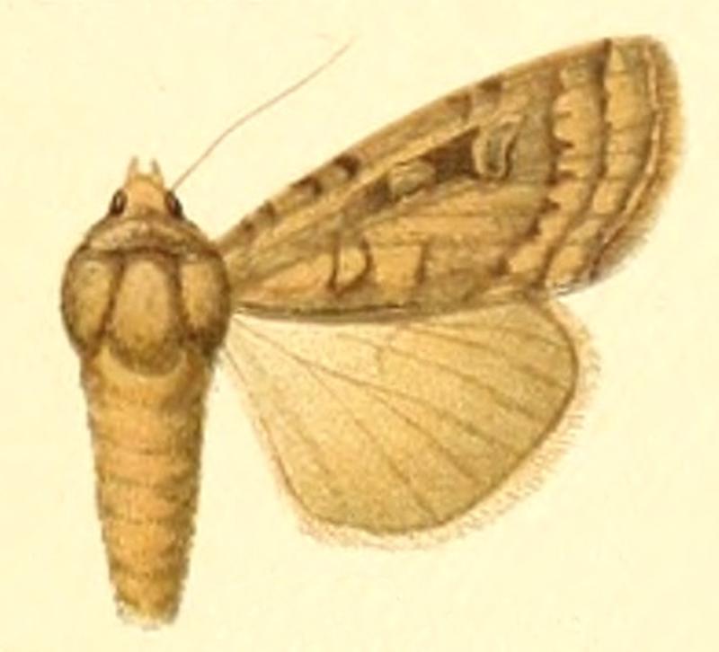 Euxoa aucta
