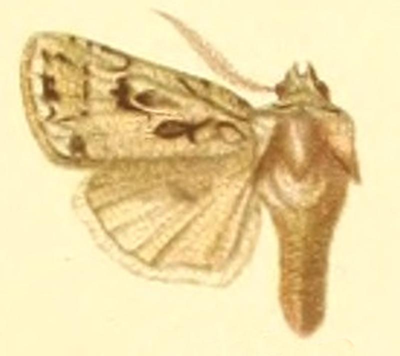 Euxoa baetica
