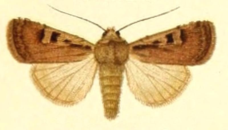 Euxoa basigramma f