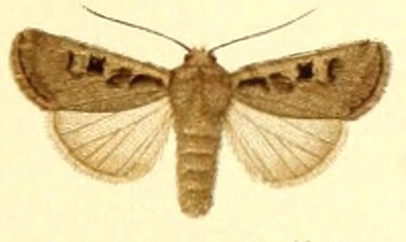 Euxoa basigramma m