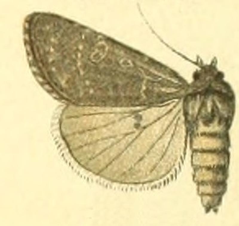 Euxoa birivia f
