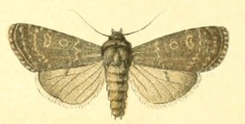 Euxoa birivia m