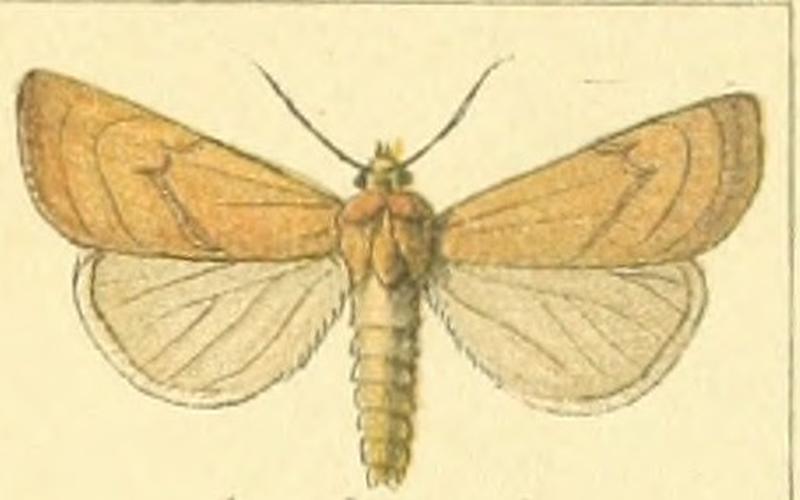 Euxoa bogdanovi